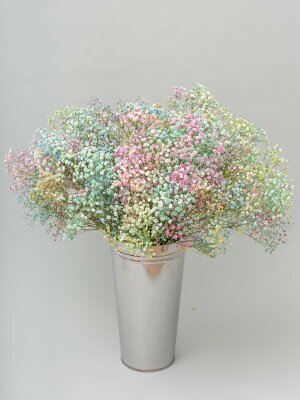 Букет из радужной гипсофилы Букет из радужной гипсофилы